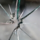 Glasbruch